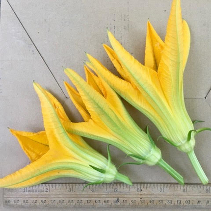 Three squash blossoms and a ruler