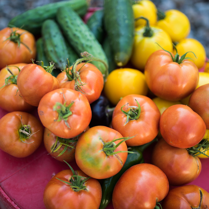 A round, red bucket lid holds several cucumbers, red tomatoes, and yellow tomatoes.