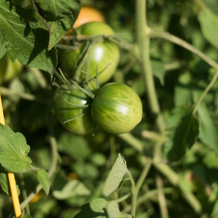 tomates