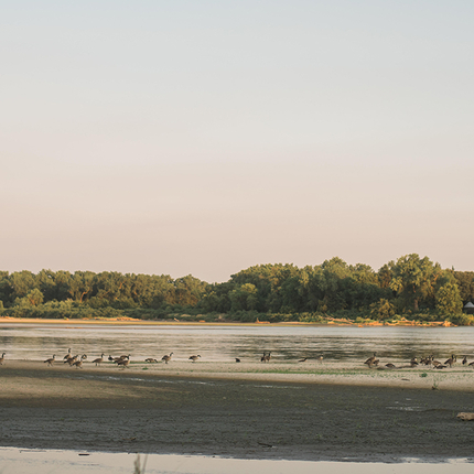 Geese near water
