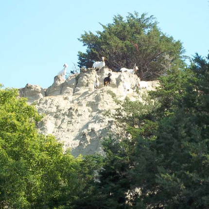 goats on hill