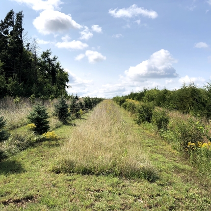 Field border wind break 