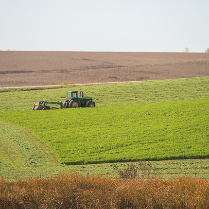 Windrowing in fall