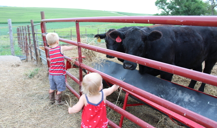 children feeding cows