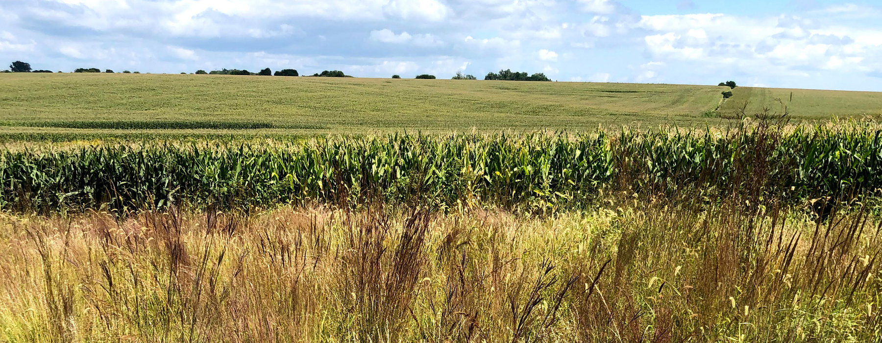Imagen de paisaje de campo de maíz verde y cielos azules con nubes blancas hinchadas