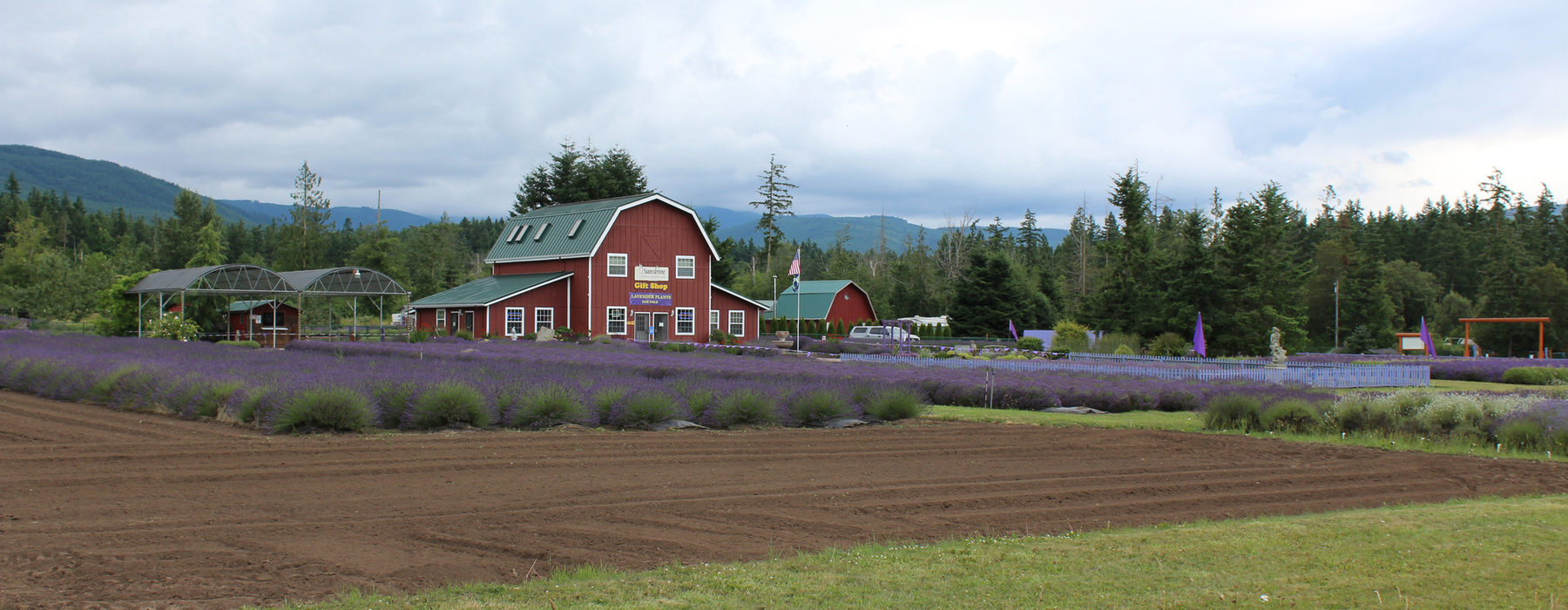 Red barn with conifers behind, and mountains further behind, and purple colored plants in rows in front of the barn