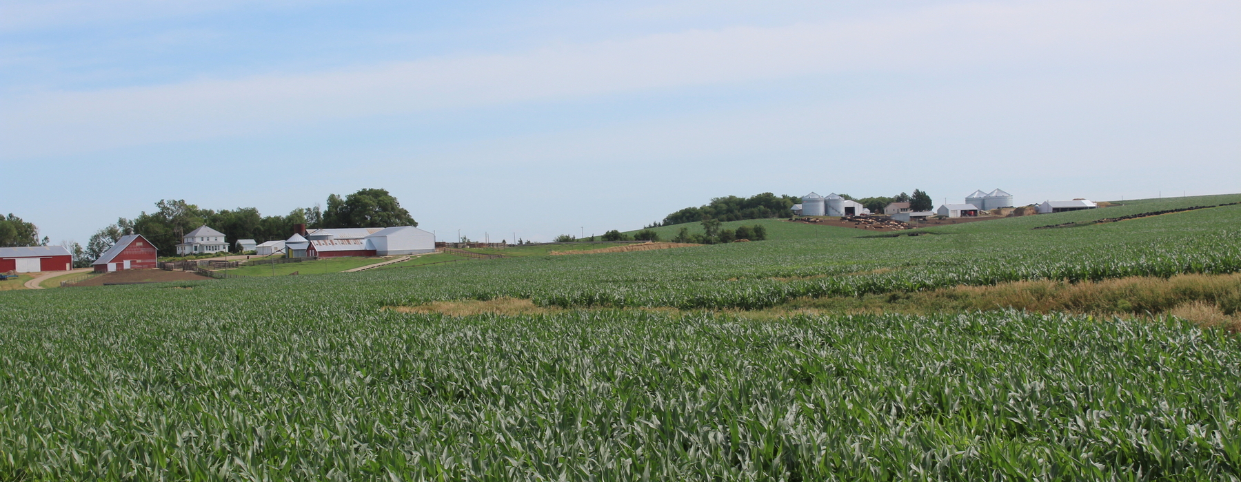 Corn field and farm house