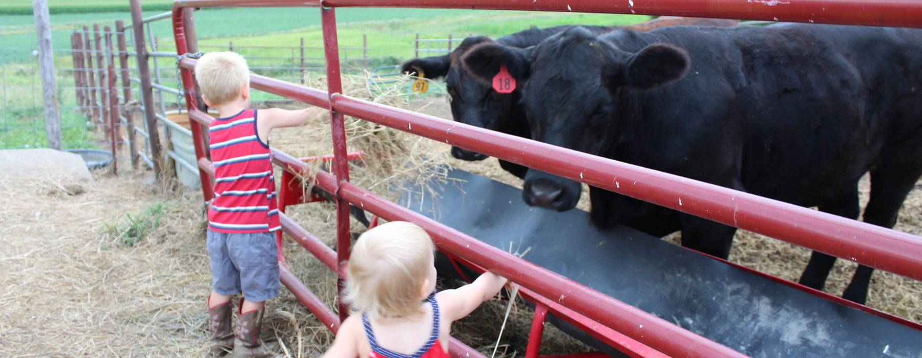 Children feeding cows